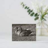 Carte De Visite Oies grises (Sepia) (Debout devant)