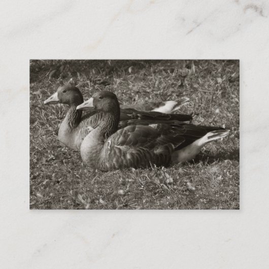 Carte De Visite Oies grises (Sepia) (Devant)