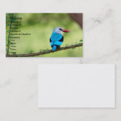 Carte De Visite Oiseau bleu (Devant / Derrière)