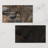 Carte De Visite Oiseau de cailles dans le désert (Devant / Derrière)