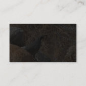 Carte De Visite Oiseau de cailles dans le désert (Dos)