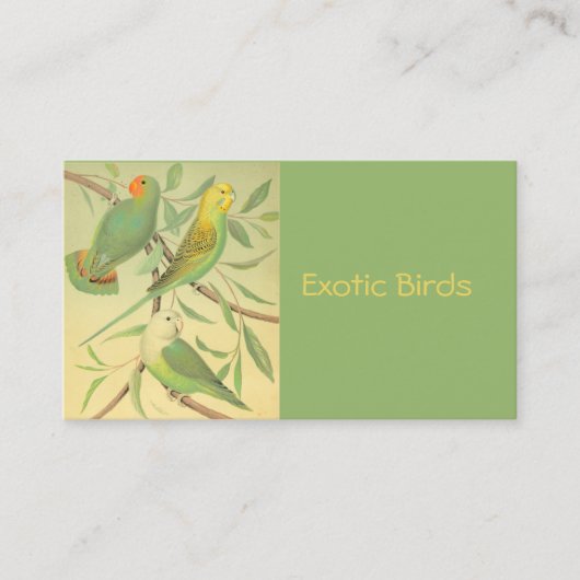 Carte De Visite oiseaux exotiques (Devant)