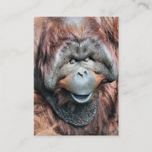CARTE DE VISITE ORANGUTAN (Devant)