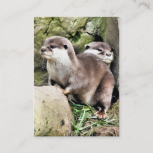 CARTE DE VISITE OTTERS