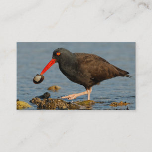 Carte De Visite Oystercatcher noir avec palourde
