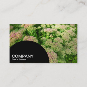 Carte De Visite Panneau semi-circulaire - Sedum Autumn Glory