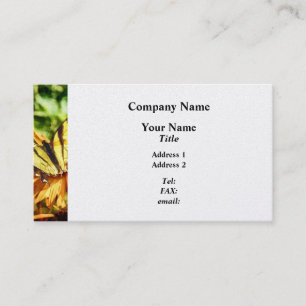 Carte De Visite Papillon tigre sur fleur sauvage jaune