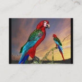 Carte De Visite PARROS HYPER / ARA ROUGE, noir (Dos)