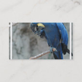 Carte De Visite parrot-23 (Dos)