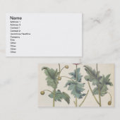 Carte De Visite Pavots : rubicundis multiplex des albumoris (Devant / Derrière)