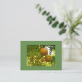 Carte De Visite Pear tree (Debout devant)