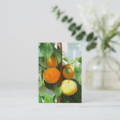 CARTE DE VISITE PÊCHES (Debout devant)