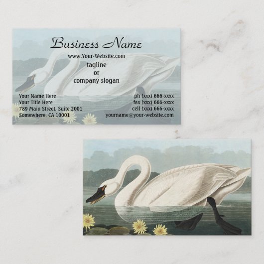 Carte De Visite Peinture Audubon White Swan Waterfowl (Devant / Derrière)