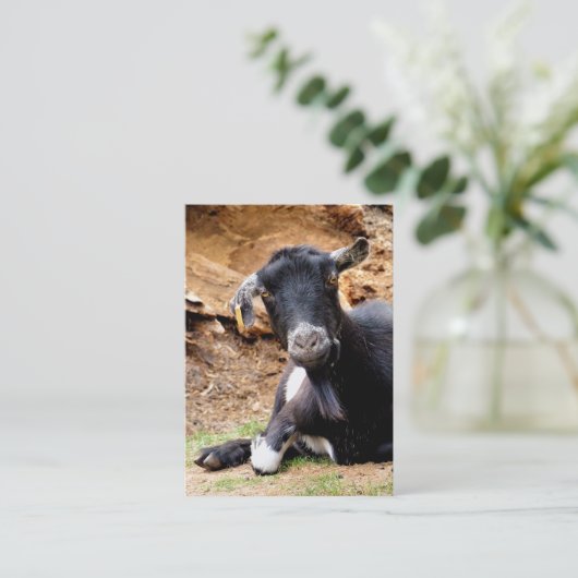 CARTE DE VISITE PETITE CHÈQUE CUITE (Debout devant)