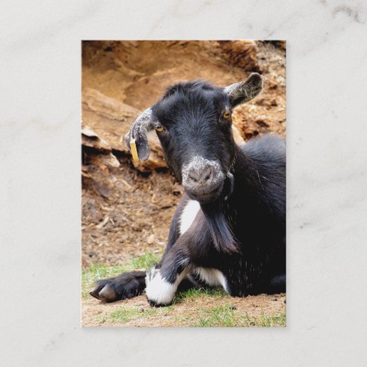 CARTE DE VISITE PETITE CHÈQUE CUITE (Devant)