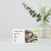 Carte De Visite Phoebe dans un arbre à Redbud (Debout devant)