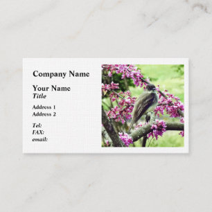 Carte De Visite Phoebe dans un arbre à Redbud