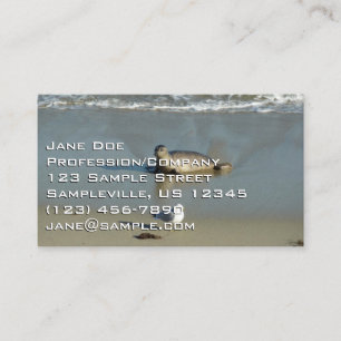 Carte De Visite Phoque commun à La Jolla Californie