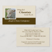 Carte De Visite Photo à cornes de taureau du charolais (Devant / Derrière)