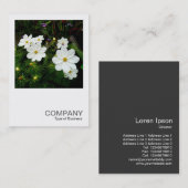 Carte De Visite Photo carré 0159 - Fleurs de cosmos blancs (Devant / Derrière)