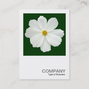 Carte De Visite Photo carré 0164 - Fleur de Cosmos sur Vert foncé