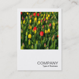 Carte De Visite Photo carré 0202 - Tulipes colorées