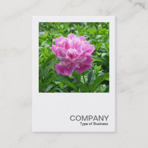 Carte De Visite Photo carré 0234 - Peony rose