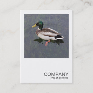 Carte De Visite Photo carré 0389 - Canard colvert