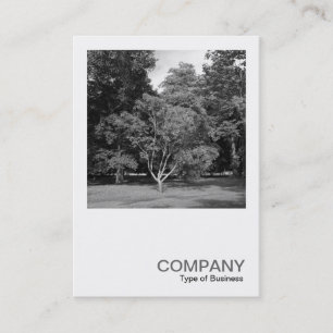 Carte De Visite Photo carré 0413 - Arbres, Bute Park, Cardiff