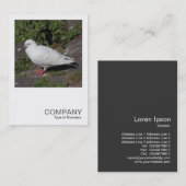 Carte De Visite Photo carré 0452 - Pigeon blanc (Devant / Derrière)