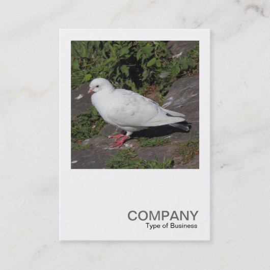Carte De Visite Photo carré 0452 - Pigeon blanc (Devant)