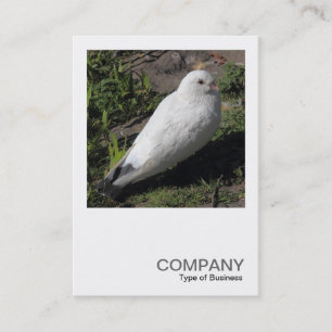 Carte De Visite Photo carré 0453 - Pigeon blanc