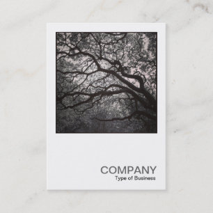 Carte De Visite Photo carré 0462 - Arbre de Magnolia en fleurs 01