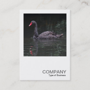 Carte De Visite Photo carré 0483 - Cygne noir