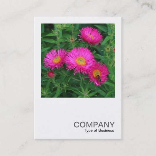 Carte De Visite Photo carré 0493 - Michaelmas Daisies 02 (Devant)