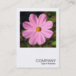 Carte De Visite Photo carré 0505 - Cosmos rose
