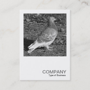 Carte De Visite Photo carré 0550 - Pigeon BW