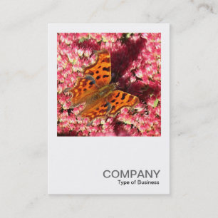 Carte De Visite Photo carré 0553 - Papillon Comma sur Sedum