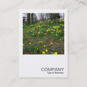 Carte De Visite Photo carré 083 - Daffodils dans le parc