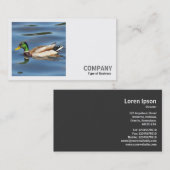 Carte De Visite Photo carré (v2) - Canard colvert (Devant / Derrière)