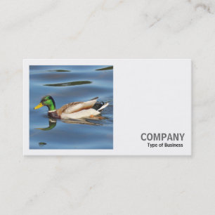 Carte De Visite Photo carré (v2) - Canard colvert
