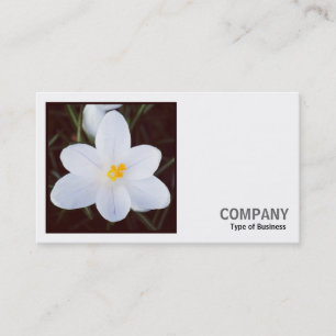 Carte De Visite Photo carré (v2) - Crocus blanc