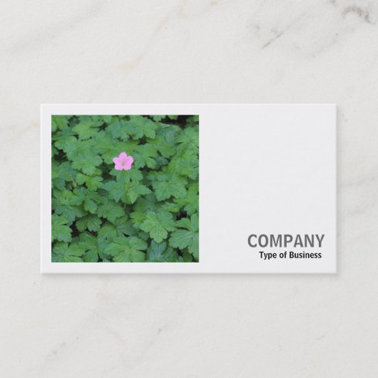 Carte De Visite Photo carré (v2) - Géranium solitaire (Devant)