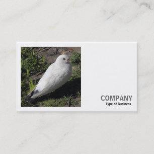 Carte De Visite Photo carré (v2) - Pigeon blanc