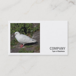 Carte De Visite Photo carré (v2) - Pigeon blanc