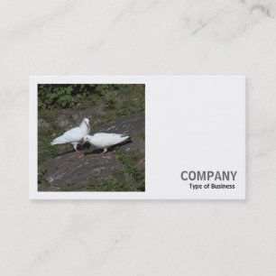 Carte De Visite Photo carré (v2) - Pigeons blancs