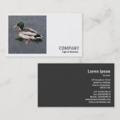 Carte De Visite Photo carré (v3) - Canard colvert (Devant / Derrière)
