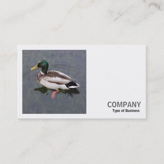 Carte De Visite Photo carré (v3) - Canard colvert (Devant)