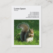 Carte De Visite Photo carré (v3) - Écureuil gris mangeant des noix (Dos)