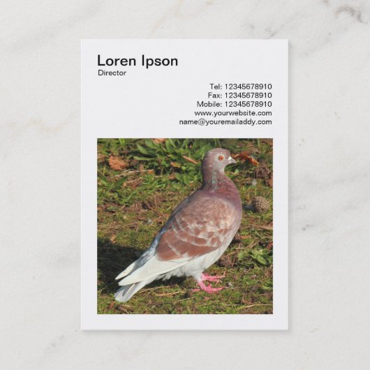 Carte De Visite Photo carré (v3) - Pigeon (Dos)